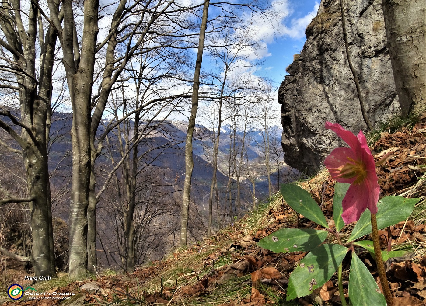 55 Elleboro colorato di rosso tra le pareti rocciose dello Zucco.JPG